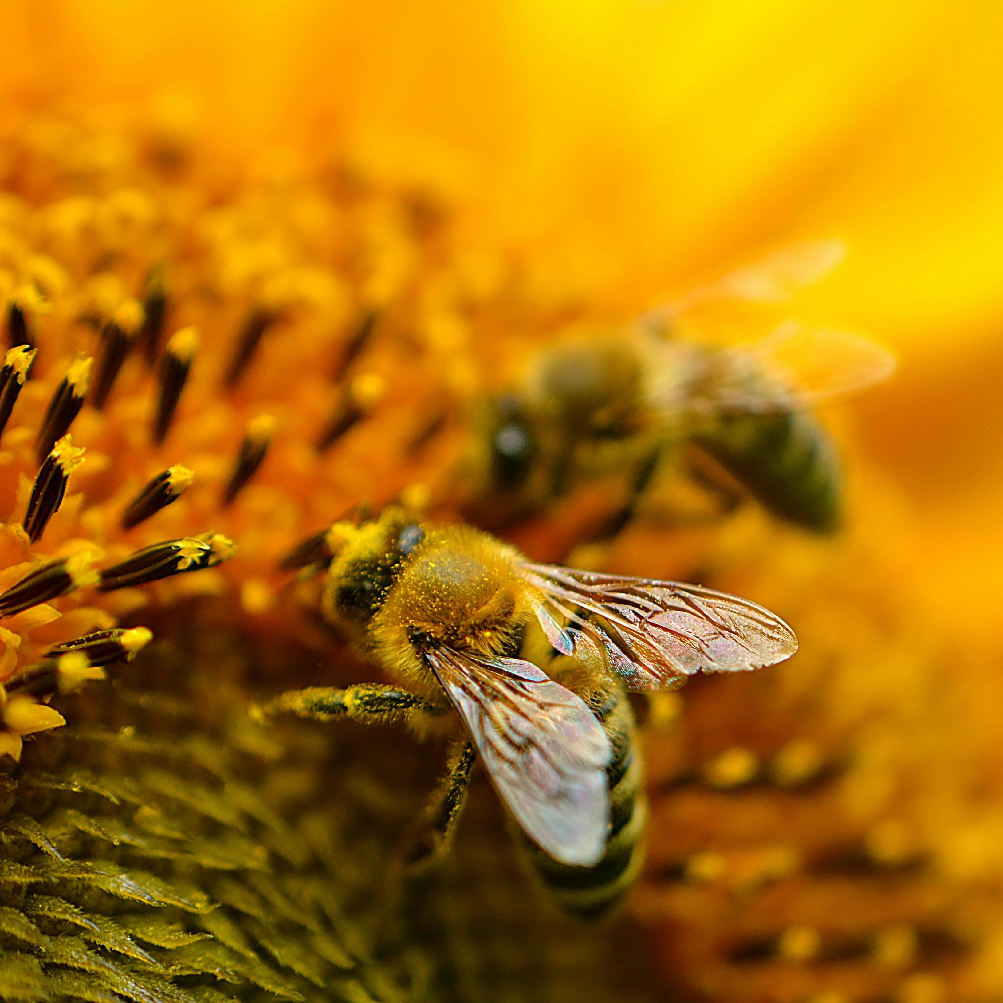 Bienenprodukte