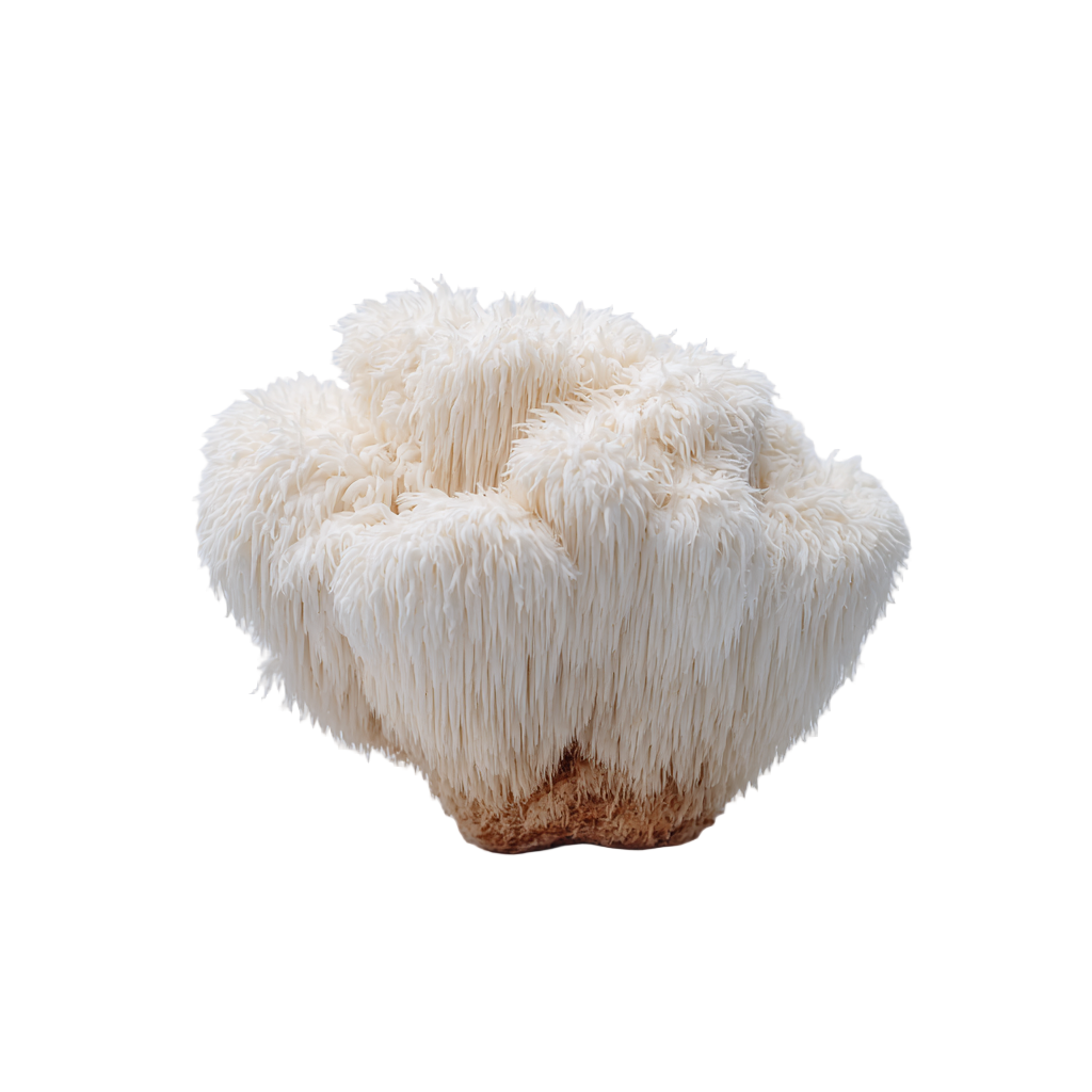 Bio Löwenmähnen Pulver (Hericium erinaceus), fein gemahlenes helles Pilzpulver aus kontrolliert biologischem Anbau, hochwertiger Rohstoff für Nahrungsergänzungsmittel und funktionelle Lebensmittel im B2B-Bereich, neutral auf weißem Hintergrund dargestellt.