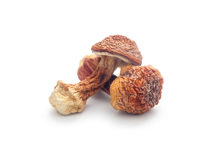 Hochwertiger Bio Agaricus Blazei Extrakt mit 30 % Polysacchariden (UV) und 20 % Beta-Glucan, DE-ÖKO-006 zertifiziert. Ideal für bio Premium-Pulver, Superfood-Mischungen und funktionelle Nahrungsergänzung. Der Vitalpilz unterstützt Immunsystem, Energie und allgemeine Gesundheit. Perfekt für Hersteller und Händler, die hochwertige Pilzextrakte kaufen oder im Großhandel wiederverkaufen möchten. Aplantis ist verlässlicher B2B-Großhändler für dieses Qualitätsprodukt.
