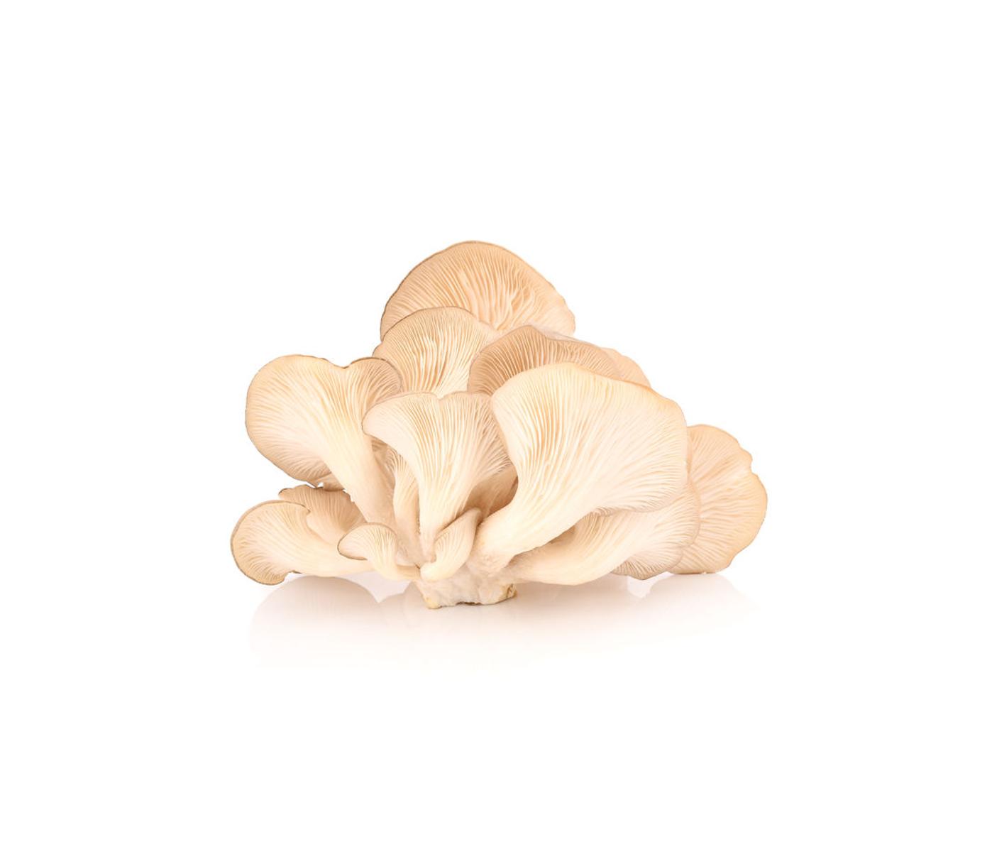 Hochwertiges Bio Austernpilz Pulver mit 5 % Polysacchariden, ideal für gesunde Nahrungsergänzung, Superfood-Mischungen und funktionelle Rezepturen. Das fein verarbeitete Pilzpulver überzeugt durch natürliche Inhaltsstoffe, vielseitige Einsatzmöglichkeiten und wohltuende Eigenschaften. Perfekt für B2B, Großhandel, Händler und zum Wiederverkauf. Aplantis ist Großhändler für dieses hochwertige Pulver, ideal zum Kaufen und Weiterverarbeiten in Premium-Produkten.