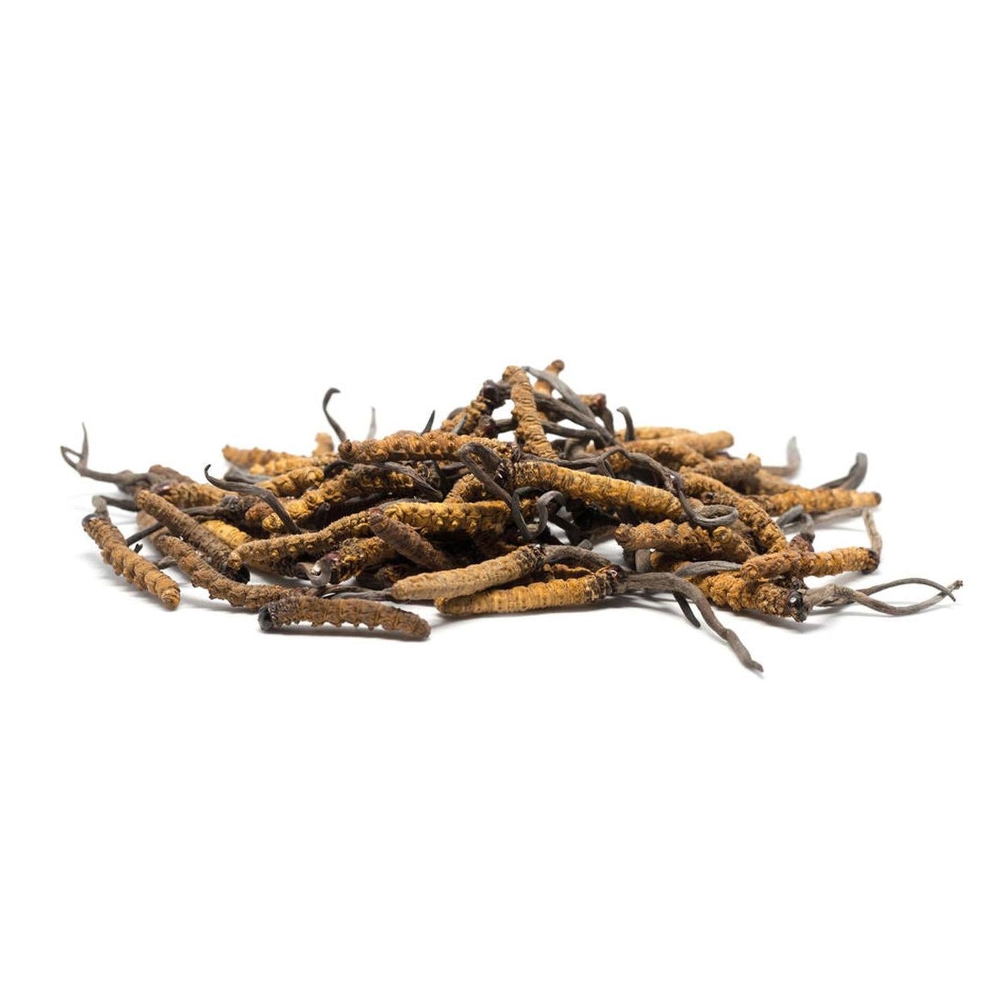 Bio Cordyceps Extrakt Pulver (Cordyceps sinensis) in Premiumqualität – reich an natürlichen Polysacchariden und bioaktiven Inhaltsstoffen. Ideal für Nahrungsergänzungsmittel, funktionelle Lebensmittel und Gesundheitsprodukte. Das Vitalpilz-Superfood unterstützt Energie, Ausdauer und Immunsystem auf natürliche Weise. Aplantis ist Großhändler für Bio Cordyceps Extrakt und bietet dieses hochwertige Produkt im B2B-Großhandel für Händler und Wiederverkäufer zum Kaufen an. Bio-zertifiziertes, gesundes Pilzextrakt