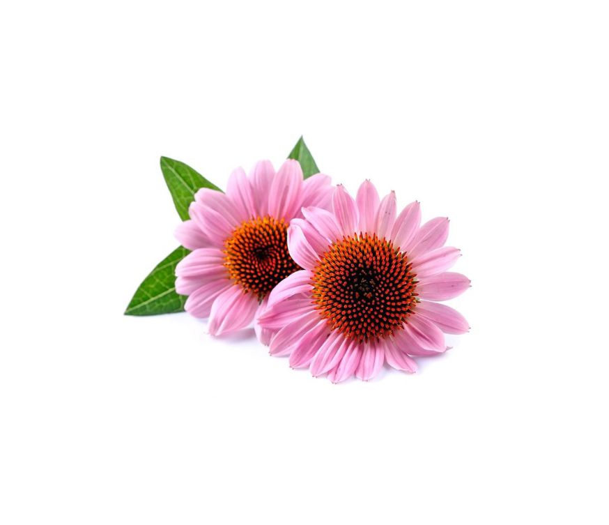 Bio Echinacea Trockenextrakt (2–4:1), DE-ÖKO-006 zertifiziert, bekannt für seine immunstärkende Wirkung und Einsatz in pflanzlicher Medizin. Ideal für Kapseln, Pulver und Naturprodukte. Aplantis ist Großhändler für Bio Echinacea Extrakte im B2B-Bereich.