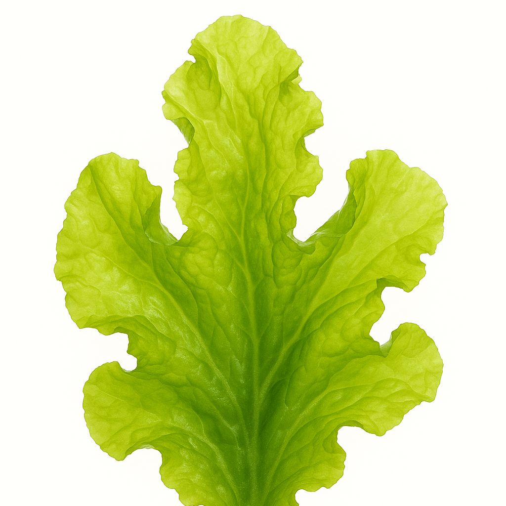 Bio Meersalat Pulver (Ulva lactuca) in hochwertiger Qualität – reich an natürlichen Mineralstoffen, Spurenelementen und Proteinen. Ideal für Nahrungsergänzung, Superfood-Mischungen und gesunde Küche. Das vegane Algenpulver unterstützt Vitalität, Immunsystem und eine ausgewogene Ernährung. Aplantis ist Großhändler für Bio Meersalat und bietet dieses nährstoffreiche Superfood im B2B-Großhandel für Händler und Wiederverkäufer zum Kaufen an. Hochwertiges, bio-zertifiziertes Pulver für Gesundheit und Wohlbefinde