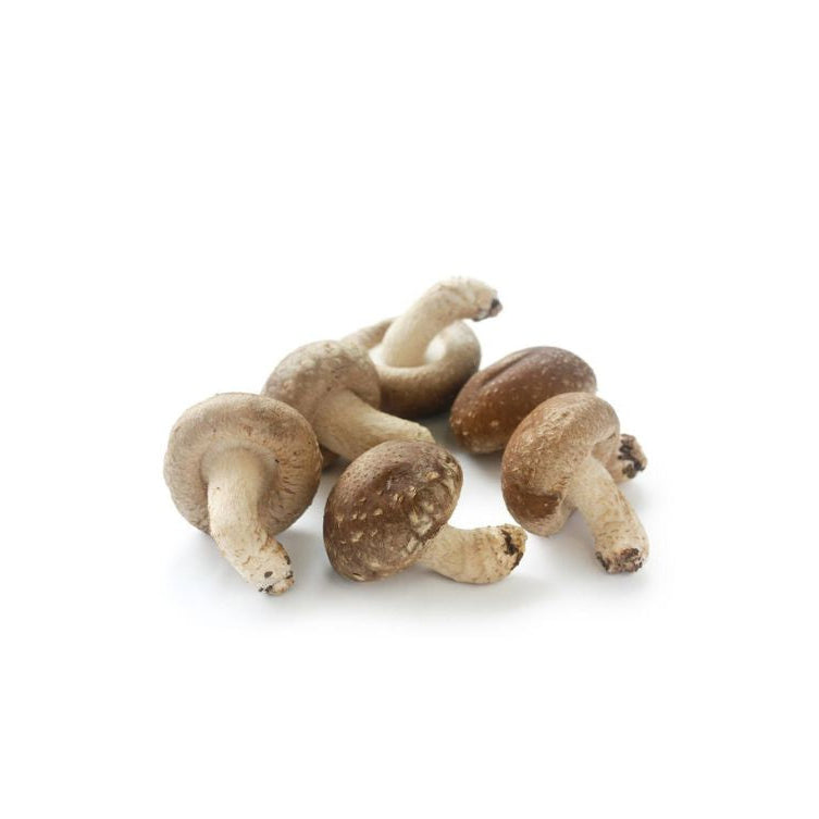 Bio Shiitake Extrakt Pulver (Lentinula edodes) in hochwertiger Qualität – reich an Polysacchariden, Beta-Glucanen und wertvollen Mikronährstoffen. Ideal für Nahrungsergänzungsmittel, funktionelle Lebensmittel und Gesundheitsprodukte. Der Vitalpilz unterstützt Immunsystem, Stoffwechsel und allgemeines Wohlbefinden. Aplantis ist Großhändler für Bio Shiitake Extrakt und bietet dieses natürliche Superfood im B2B-Großhandel für Händler und Wiederverkäufer zum Kaufen an. Bio-zertifiziertes, gesundes Pilzextraktpu