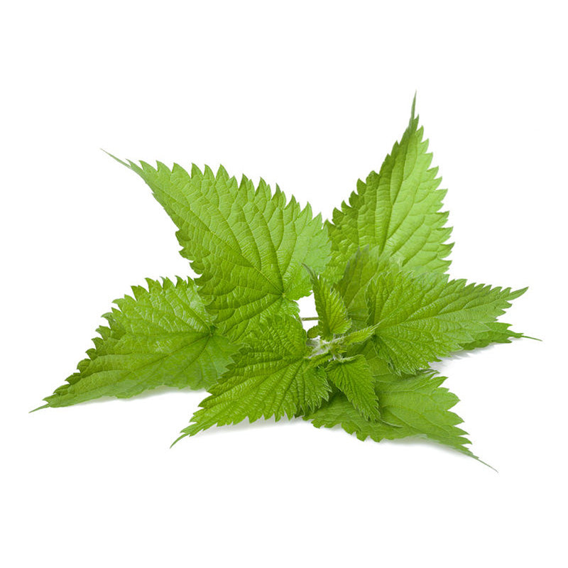 Brennnessel Extrakt Pulver (Urtica dioica) in hochwertiger Qualität – reich an Mineralstoffen, Flavonoiden und Antioxidantien. Ideal für Nahrungsergänzungsmittel, funktionelle Lebensmittel und Gesundheitsprodukte. Unterstützt Stoffwechsel, Entgiftung und Vitalität auf natürliche Weise. Das pflanzliche Superfood-Pulver überzeugt durch hohe Reinheit und Wirksamkeit. Aplantis ist Großhändler für Brennnessel Extrakt und bietet dieses Premiumprodukt im B2B-Großhandel für Händler und Wiederverkäufer zum Kaufen an