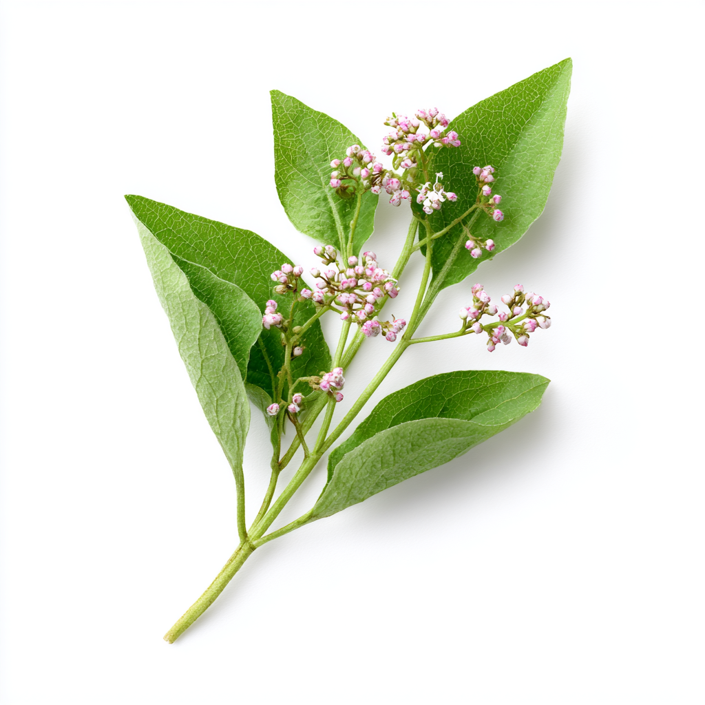 Buchweizen Extrakt mit 35 % Rutin und Artikelcode 71858, ein hochwertiges, antioxidatives Superfood-Pulver für Nahrungsergänzung, gesunde Ernährung und funktionelle Anwendungen. Das rutinreiche Pflanzenextrakt unterstützt Gefäßgesundheit, Vitalität und Wellness-Formulierungen. Optimal für Händler, B2B-Kunden und Großhandel, die ein hochwertiges Pulver kaufen und erfolgreich wiederverkaufen möchten. Aplantis ist Großhändler für dieses Premiumprodukt und gewährleistet verlässliche Qualität für die professione