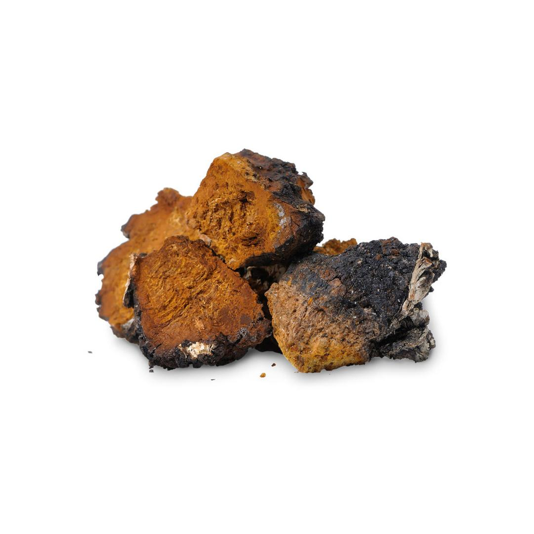 Chaga Pilz 