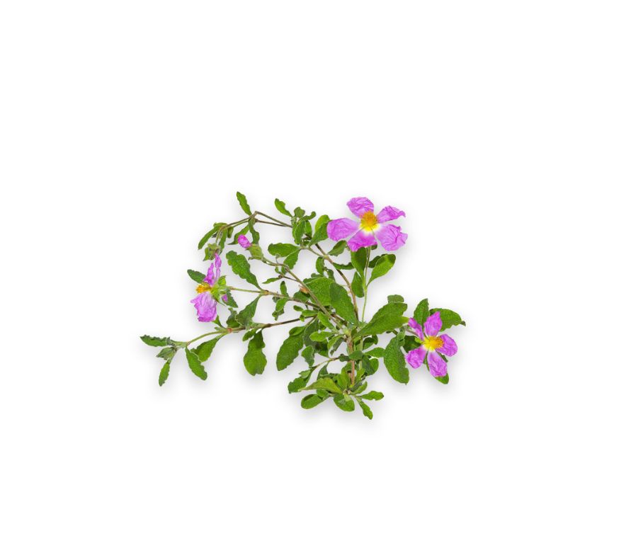 Cistus Extrakt mit 65 % Polyphenolen, reich an Antioxidantien. Unterstützt Immunsystem und Zellschutz. Aplantis ist Großhändler für Cistus Extrakt für Nahrungsergänzungsmittel und Naturprodukte.