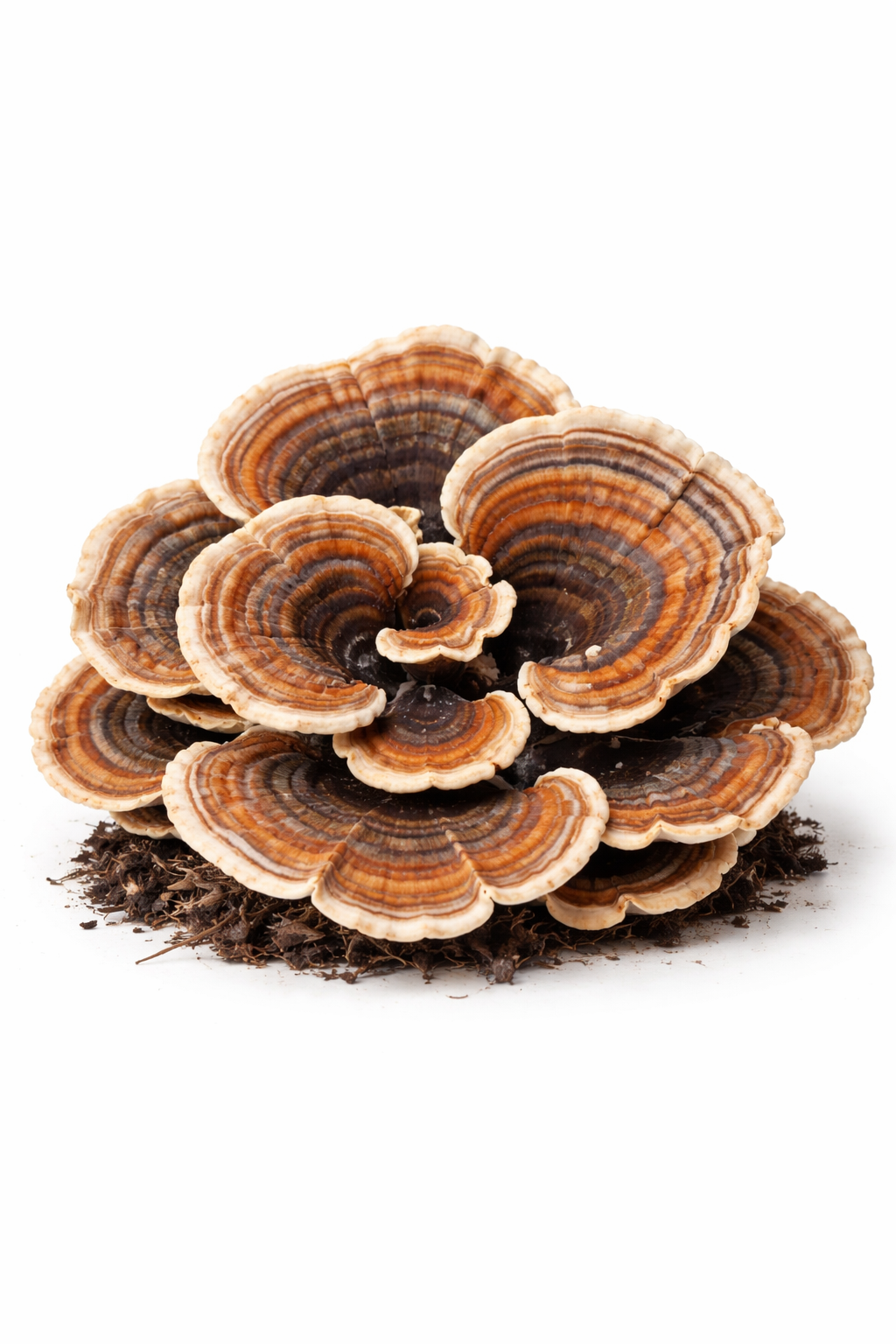 72913 - Organic Coriolus Versicolor Powder