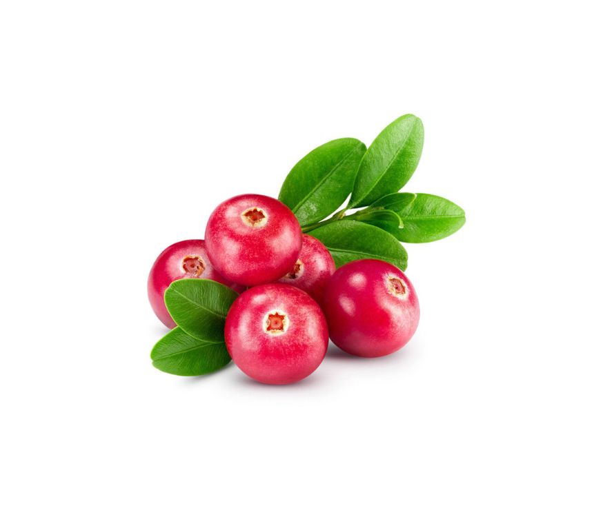 Cranberry Extrakt mit 5 % Proanthocyanidinen. Bekannt zur Unterstützung der Harnwegsgesundheit und als Antioxidans. Aplantis ist Großhändler für Cranberry Extrakte für Nahrungsergänzung.
