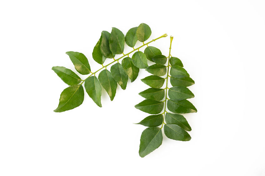 Curry Blatt Extrakt mit 3 % Eisen. Natürliches Eisen zur Unterstützung von Energie, Stoffwechsel und Blutgesundheit. Aplantis bietet Curry Blatt Extrakte im Großhandel für Supplemente.