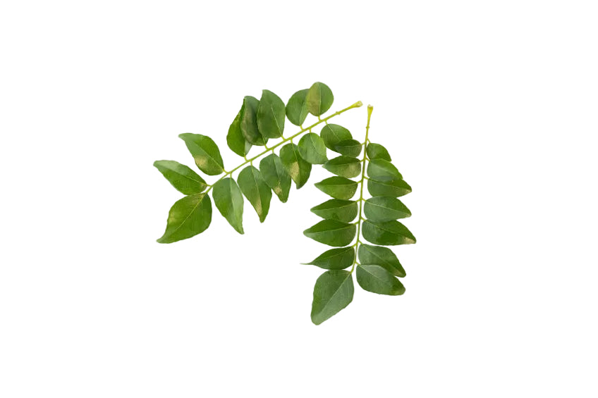 Curry Leaf Extract im Verhältnis 6–8:1. Bekannt aus der traditionellen ayurvedischen Anwendung, reich an Nährstoffen und Antioxidantien. Aplantis liefert hochwertige Curry Leaf Extracts im Großhandel.