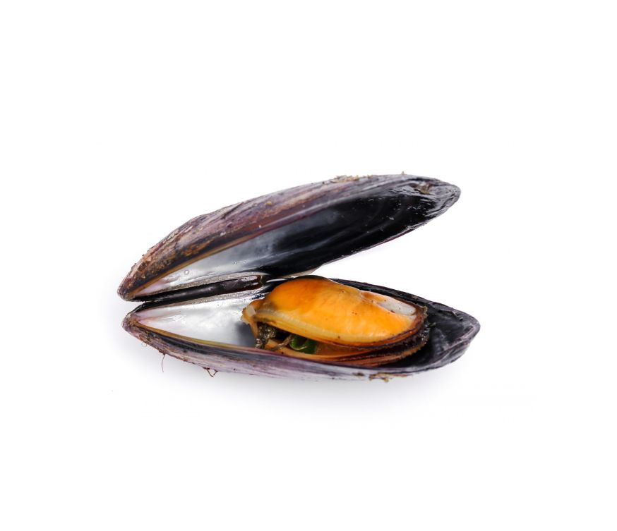 Grünlippmuschel Pulver