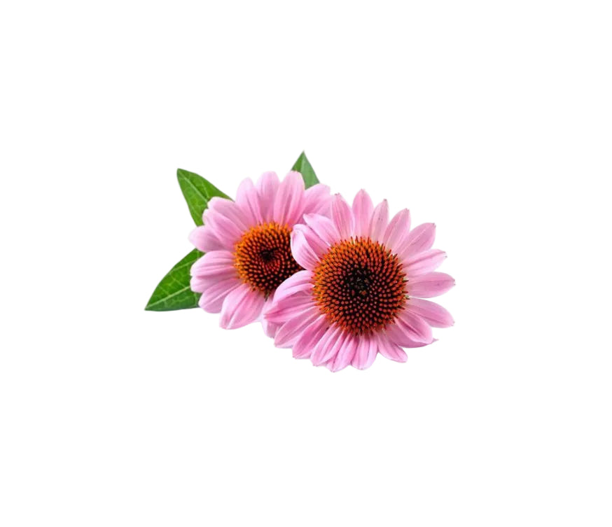 Echinacea Purpurea Extrakt mit 4 % Polyphenolen. Bekannt für seine unterstützende Wirkung auf das Immunsystem und antioxidativen Schutz. Aplantis ist Großhändler für Echinacea Extrakte.