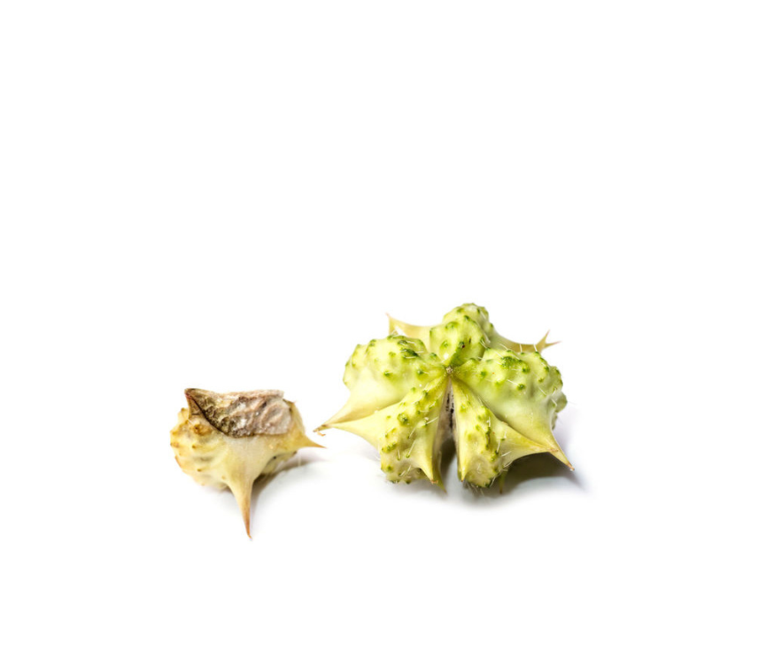 Hochwertiger Erdburzeldorn Extrakt mit 40 % Saponinen (UV), ideal für bio Premium-Pulver, Nahrungsergänzung und leistungsorientierte Formulierungen. Der wirkstoffreiche Pflanzenextrakt unterstützt Vitalität, Stoffwechsel und allgemeine Gesundheit und eignet sich hervorragend für funktionelle Superfood-Konzepte. Optimal für Hersteller und Händler, die hochwertige Extrakte kaufen oder im Großhandel wiederverkaufen möchten. Aplantis ist verlässlicher B2B-Großhändler für dieses Qualitätsprodukt.