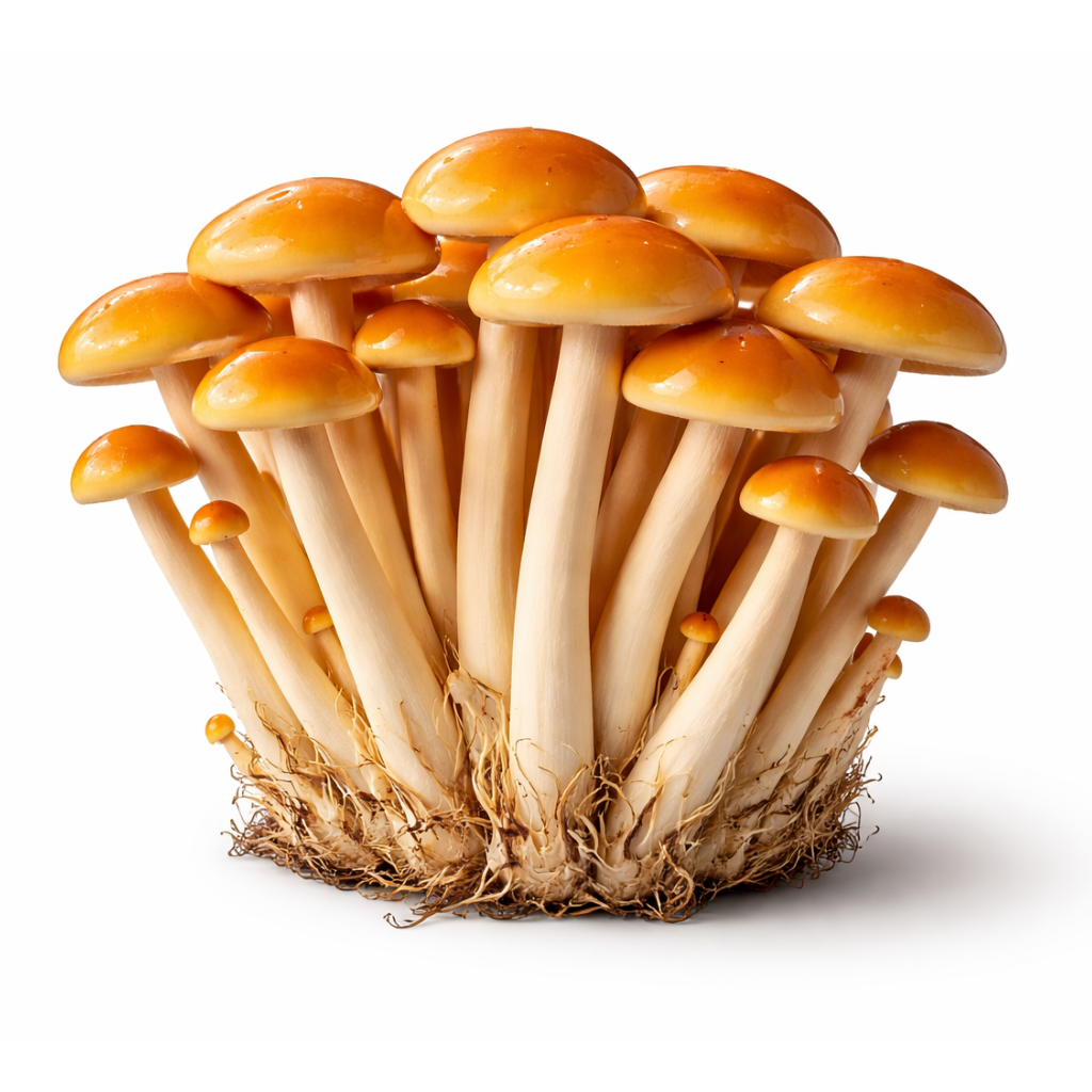 75967 - Organic Flammulina Velutipes Extract
