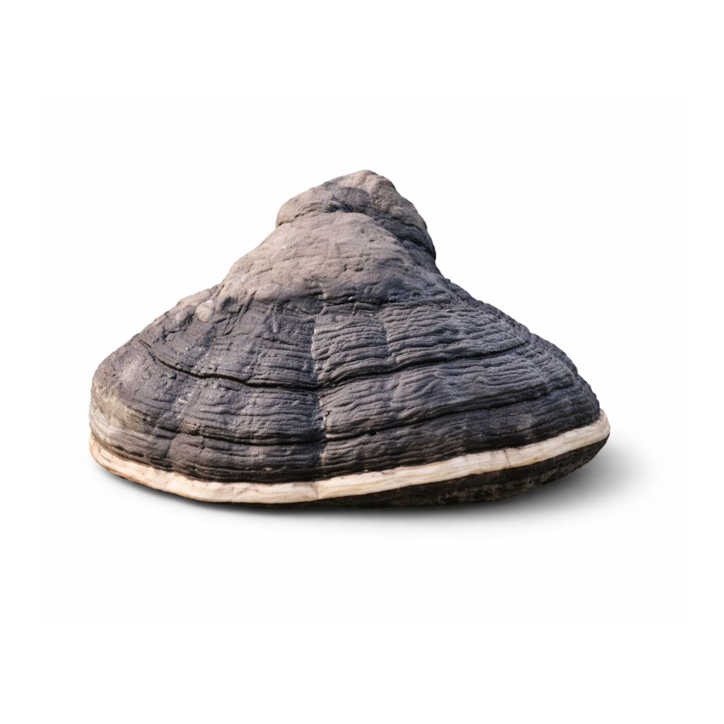 76064 - Organic Fomes Fomentarius Powder