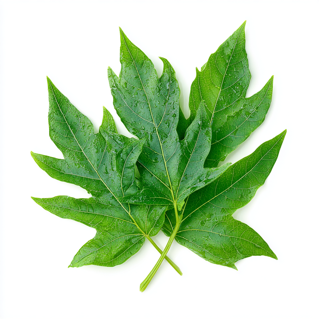 Sorgfältig geschnittene Papaya Blätter (7–8 mm) mit Artikelcode 78460, ideal für Nahrungsergänzung, Teemischungen und gesundheitsorientierte Anwendungen. Die schonend verarbeiteten Blätter liefern wertvolle Pflanzenstoffe und eignen sich für Detox-, Wellness- und Immunrezepturen. Perfekt für Händler, B2B-Kunden und Großhandel, die hochwertige botanische Rohstoffe kaufen und wiederverkaufen möchten. Aplantis ist Großhändler für dieses Premiumprodukt und bietet verlässliche Qualität für die professionelle Wei