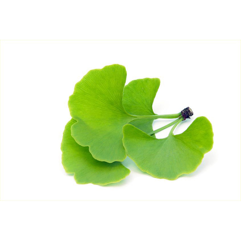 Hochwertiger Ginkgo Extrakt mit 24 % Flavonen und 6 % Lactonen, ideal als gesundes Nahrungsergänzungsmittel und beliebtes Superfood. Dieser Extrakt überzeugt durch seine konzentrierte Qualität und vielseitige Einsatzmöglichkeiten in Kapseln, Pulvern oder Mischungen. Aplantis ist Großhändler für Ginkgo Extrakt, erhältlich im B2B-Bereich und Großhandel für Händler, Wiederverkäufer und die Herstellung von Bio- und Premiumprodukten. Jetzt Ginkgo Extrakt kaufen – ideal für gesundheitsbewusste Kunden und eine sta