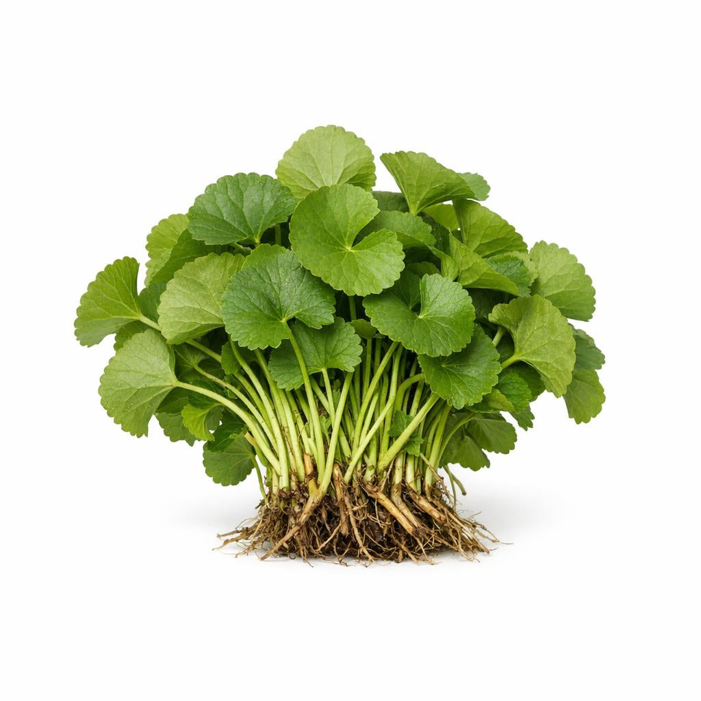 75337 - Gotu Kola Extrakt