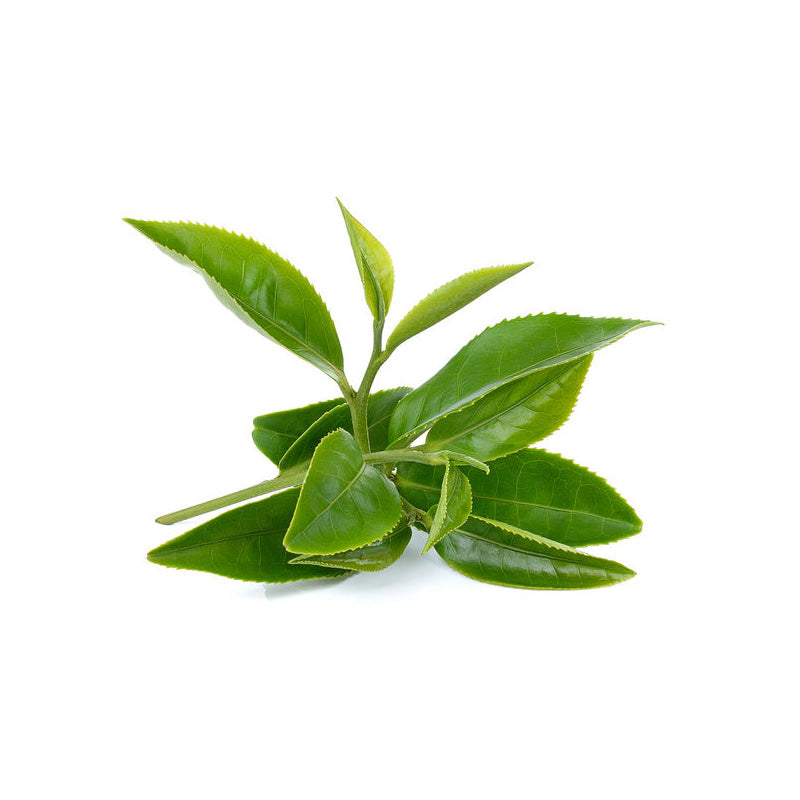 Grüner Tee Extrakt Pulver in hochwertiger Qualität – reich an natürlichen Polyphenolen, Catechinen und Antioxidantien. Ideal für Nahrungsergänzungsmittel, Getränke und funktionelle Lebensmittel. Unterstützt Stoffwechsel, Immunsystem und allgemeines Wohlbefinden auf natürliche Weise. Aplantis ist Großhändler für Grünen Tee Extrakt und bietet dieses hochwertige Superfood-Pulver im B2B-Großhandel für Händler und Wiederverkäufer zum Kaufen an. Gesundes, antioxidativ wirkendes Pulver für Vitalität und Energie.