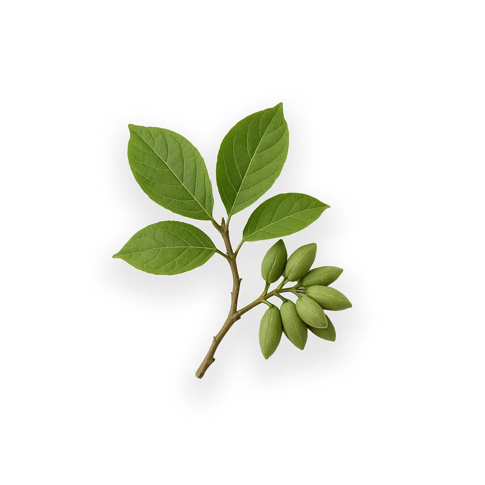 Griffonia Samen Extrakt Pulver (Griffonia simplicifolia) in hochwertiger Qualität – natürlicher Lieferant von 5-HTP zur Unterstützung von Stimmung, Entspannung und Schlaf. Ideal für Nahrungsergänzungsmittel und funktionelle Gesundheitsprodukte. Das pflanzliche Superfood-Pulver ist gut bioverfügbar und vielseitig einsetzbar. Aplantis ist Großhändler für Griffonia Samen Extrakt und bietet dieses Premiumprodukt im B2B-Großhandel für Händler und Wiederverkäufer zum Kaufen an. Hochwertiges, gesundes Extraktpulve