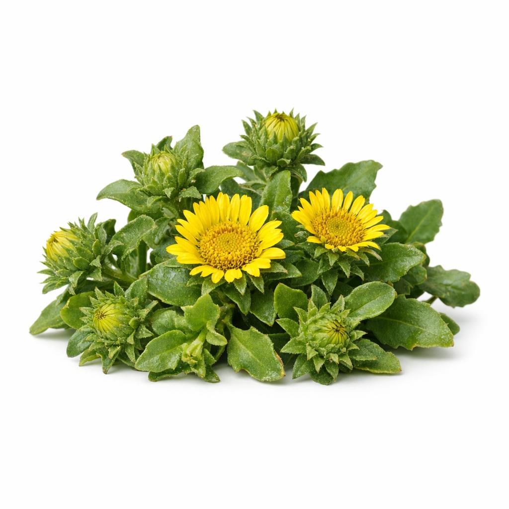 78157 - Grindelia Extrakt