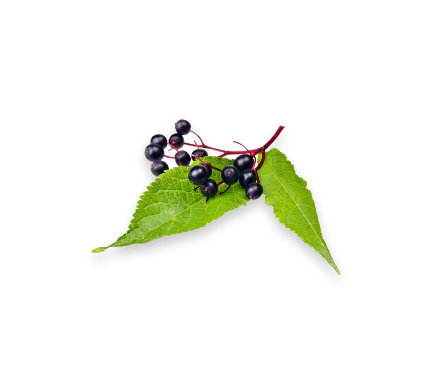 Holunder Extrakt mit 10 % Anthocyaninen und 15 % Polyphenolen, ein starkes Superfood und hochwertiges Nahrungsergänzungsmittel zur Unterstützung von Immunsystem, antioxidativem Schutz und allgemeiner Gesundheit. Dank seines hohen Gehalts an sekundären Pflanzenstoffen eignet sich der Extrakt ideal für die Verarbeitung in Pulvern, Kapseln oder funktionellen Mischungen. Aplantis ist Großhändler für Holunder Extrakt und bietet dieses Premium-Produkt im B2B-Großhandel für Händler, Hersteller und Wiederverkäufer 