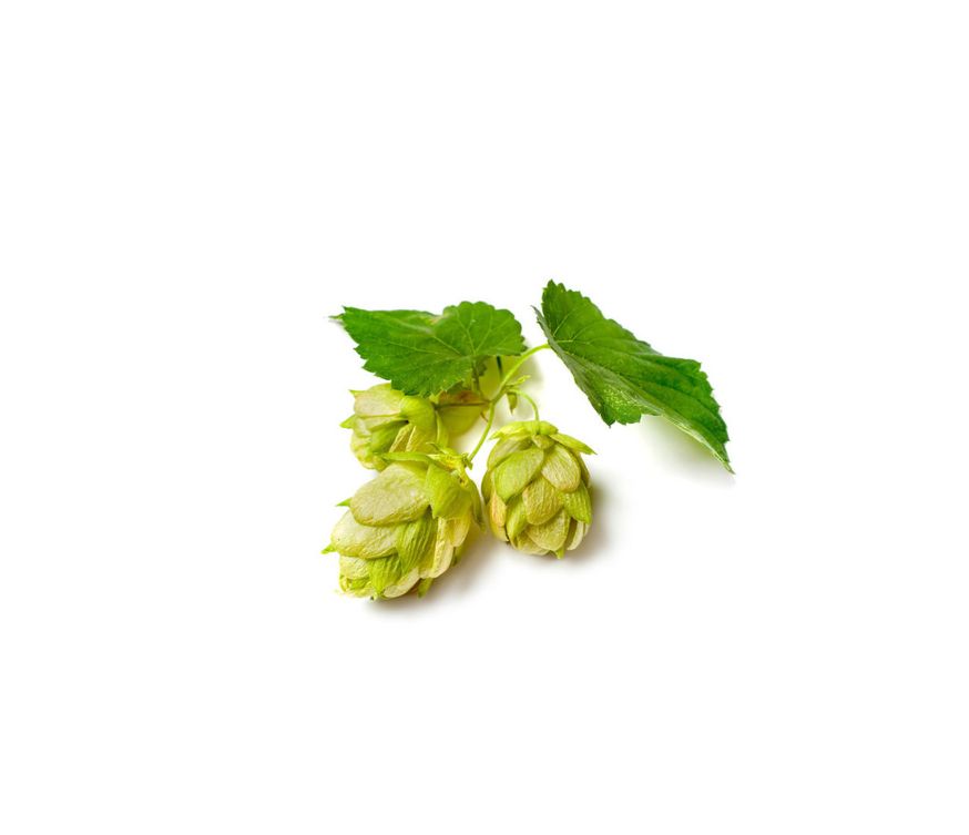 Hopfen Extrakt im 4:1 Ratio Extract, ein hochwertiges Nahrungsergänzungsmittel und Superfood mit traditionellem Einsatz zur Förderung von Entspannung, Schlafqualität und allgemeinem Wohlbefinden. Dieser konzentrierte Extrakt eignet sich ideal für die Weiterverarbeitung in Pulvern, Kapseln oder Mischungen. Aplantis ist Großhändler für Hopfen Extrakt und bietet dieses Produkt im B2B-Großhandel für Händler, Hersteller und Wiederverkäufer an. Jetzt Hopfen Extrakt kaufen – gesund, hochwertig und optimal für den 