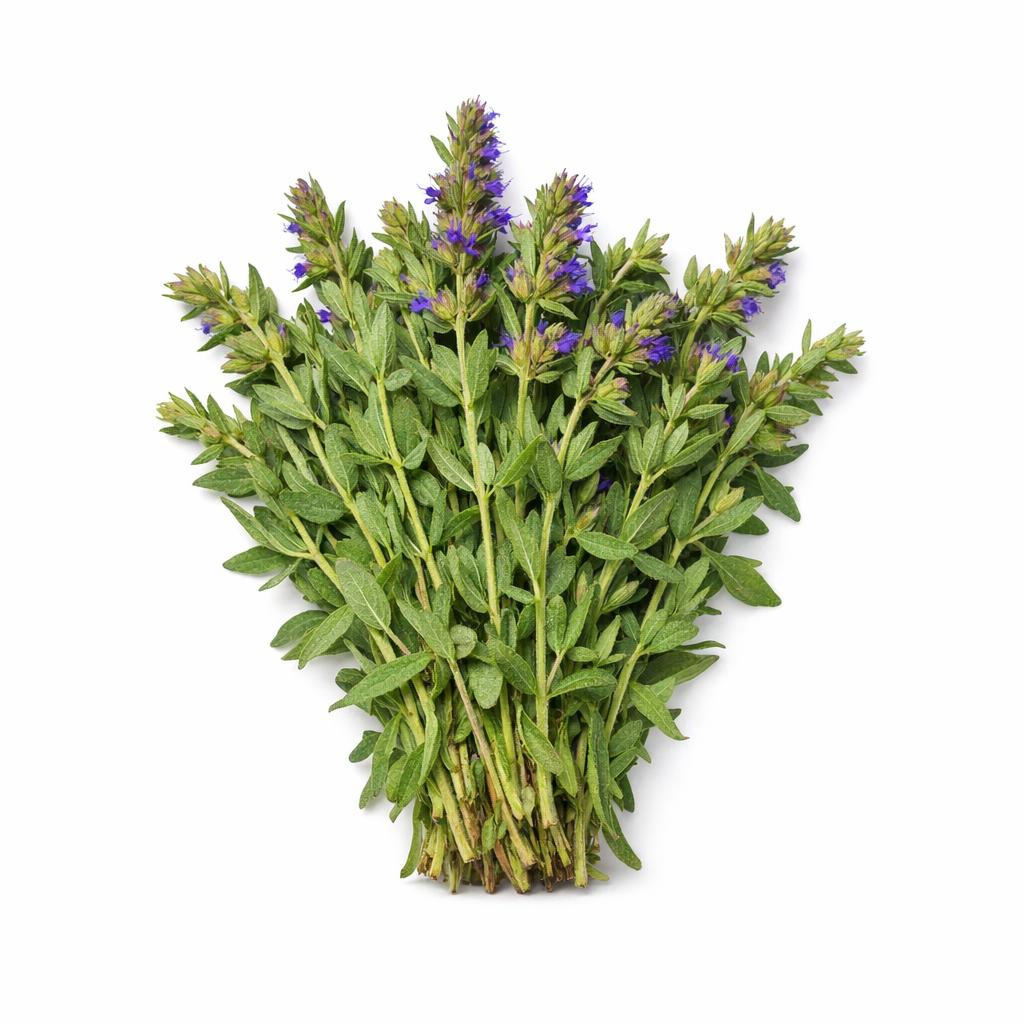 79140 - Hyssop Extrakt
