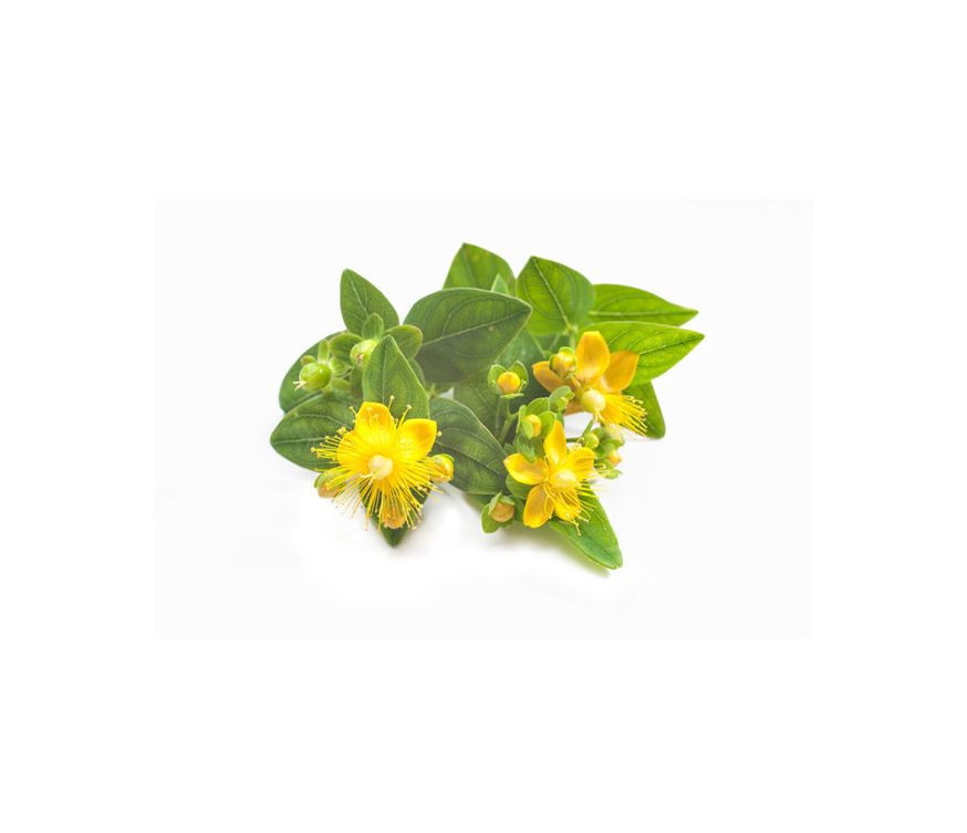 Johanniskraut Extrakt im 4:1 Ratio Extract mit weniger als 0,2 % Hypericin und Hyperforin, ein traditionelles Nahrungsergänzungsmittel zur Unterstützung von Stimmung, Balance und innerem Wohlbefinden. Dank seiner besonderen Zusammensetzung eignet sich der Extrakt für die Weiterverarbeitung in Pulvern, Kapseln oder funktionellen Mischungen. Aplantis ist Großhändler für Johanniskraut Extrakt und bietet dieses hochwertige Produkt im B2B-Großhandel für Händler, Hersteller und Wiederverkäufer an. Jetzt Johannisk