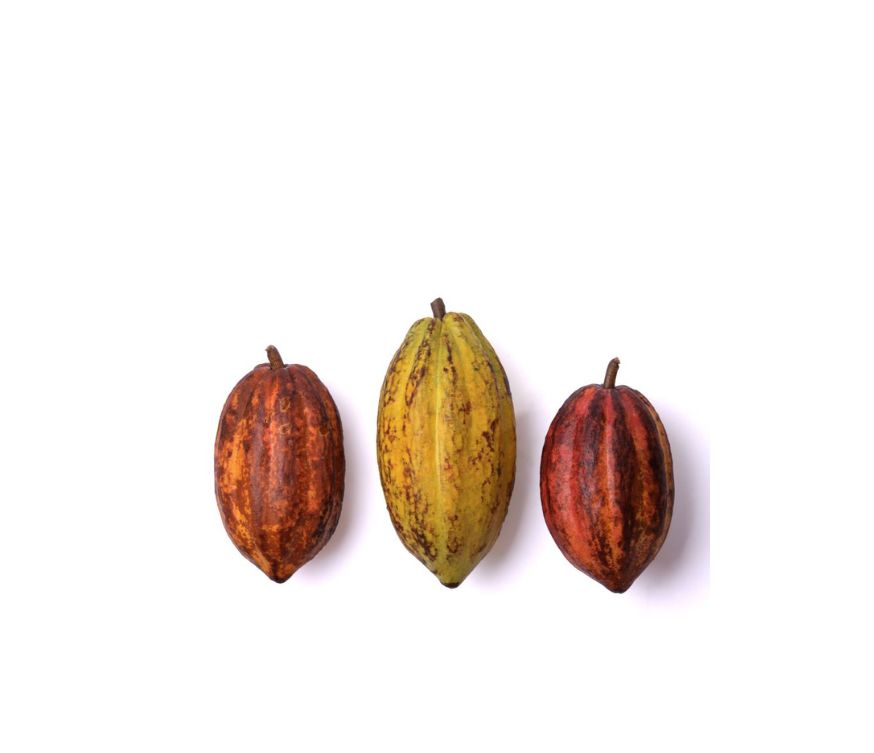 Kakao Extrakt mit 20 % Polyphenolen, ein hochwertiges Superfood und beliebtes Nahrungsergänzungsmittel mit antioxidativen Eigenschaften zur Unterstützung von Vitalität, Herz-Kreislauf-Gesundheit und allgemeinem Wohlbefinden. Durch seinen natürlichen Gehalt an wertvollen Pflanzenstoffen eignet sich der Extrakt ideal für die Weiterverarbeitung in Pulvern, Kapseln oder funktionellen Mischungen. Aplantis ist Großhändler für Kakao Extrakt und bietet dieses Premium-Produkt im B2B-Großhandel für Händler, Herstelle