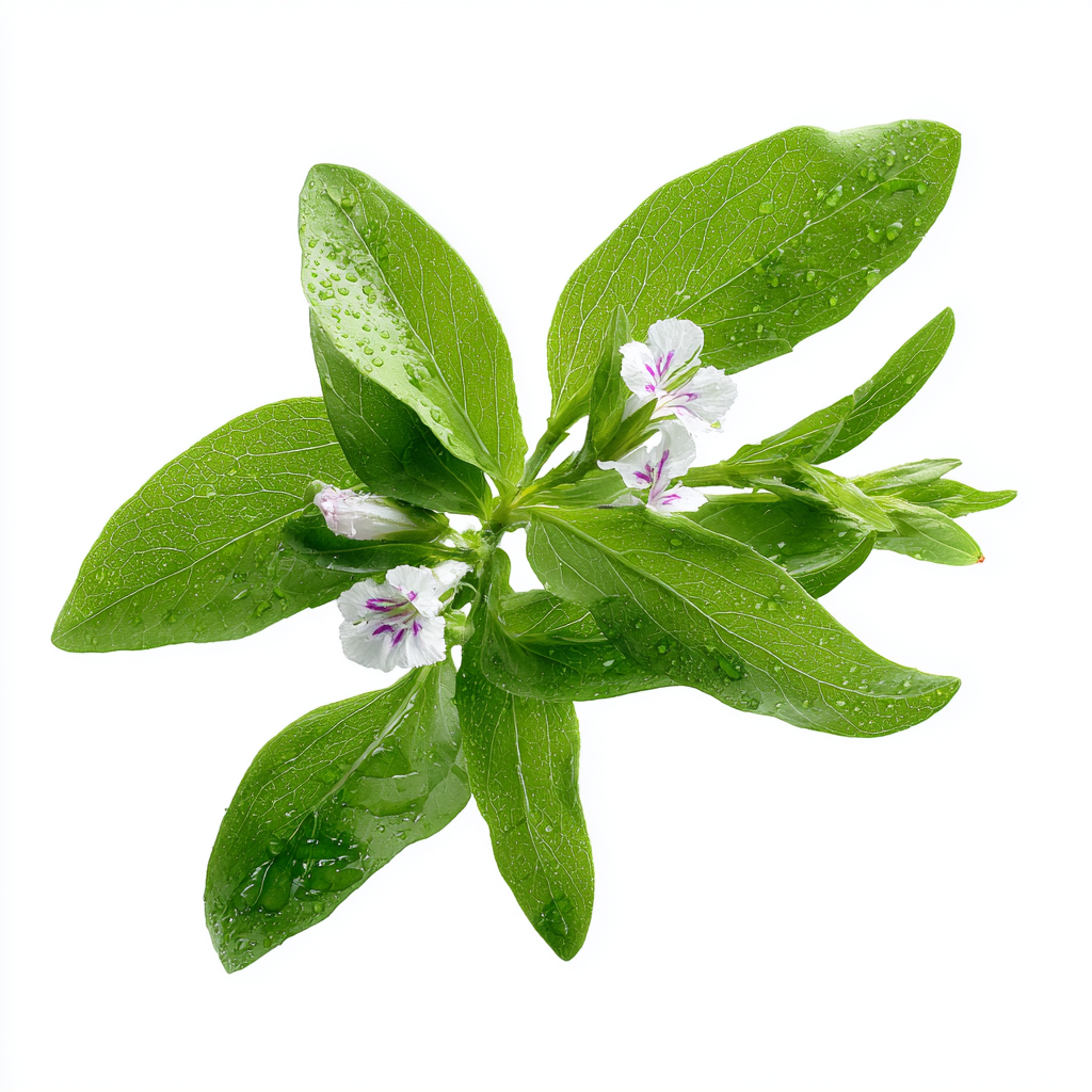 Hochwertiger Kalmegh Extrakt mit 5 % Andrographoliden, ideal für immununterstützende Nahrungsergänzung, moderne Superfood-Formulierungen und ganzheitliche Gesundheitsprodukte. Das konzentrierte Pulver überzeugt durch starke Pflanzenwirkstoffe, hohe Reinheit und vielseitige Einsatzmöglichkeiten in Premium-Supplements. Perfekt für B2B-Kunden, Händler und Wiederverkäufer, die hochwertiges Pulver kaufen möchten. Aplantis ist Großhändler und bietet dieses Produkt im professionellen Großhandel an.