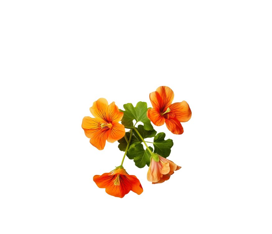 Kapuzinerkresse Extrakt im 4:1 Ratio Extract, ein traditionelles Superfood und vielseitiges Nahrungsergänzungsmittel zur Unterstützung von Immunsystem, Atemwegen und allgemeiner Vitalität. Durch die konzentrierte Extraktion überzeugt das Produkt mit hoher Qualität und eignet sich ideal für die Weiterverarbeitung in Pulvern, Kapseln oder funktionellen Mischungen. Aplantis ist Großhändler für Kapuzinerkresse Extrakt und bietet dieses Premium-Produkt im B2B-Großhandel für Händler, Hersteller und Wiederverkäufe