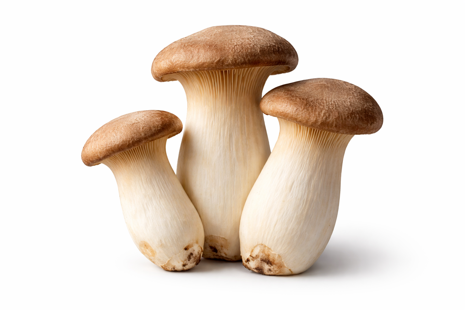 76647 - Organic King Oyster Mushroom Extract
