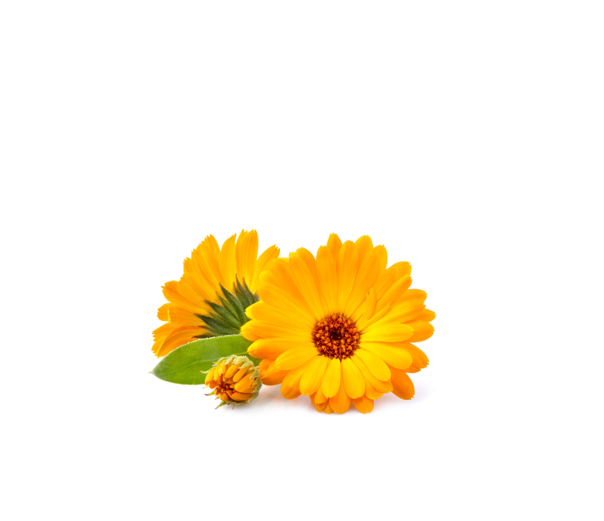 Löwenmähne Extrakt Pulver (Hericium erinaceus) in hochwertiger Qualität – reich an Polysacchariden, Hericenonen und Erinacinen. Ideal für Nahrungsergänzungsmittel, funktionelle Lebensmittel und Gesundheitsprodukte. Das Vitalpilz-Superfood unterstützt Gehirnleistung, Konzentration und Nervensystem auf natürliche Weise. Aplantis ist Großhändler für Löwenmähne Extrakt und bietet dieses Premiumprodukt im B2B-Großhandel für Händler und Wiederverkäufer zum Kaufen an. Hochwertiges, gesundes Pilzextraktpulver für m