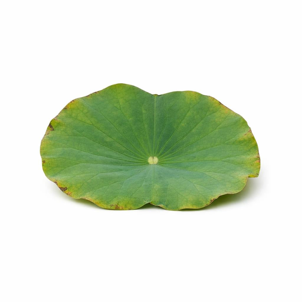 73707 - Lotus Blatt Exrakt