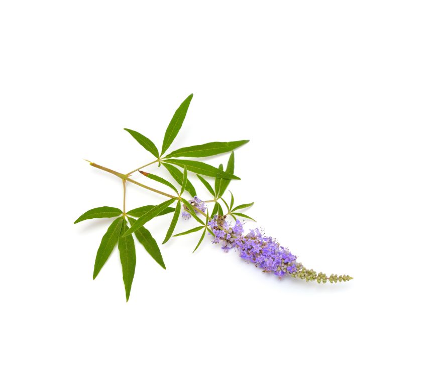 Mönchspfeffer Extrakt im 10:1 Ratio Extract, ein traditionelles Superfood und hochwertiges Nahrungsergänzungsmittel zur Unterstützung von Hormonbalance, Zyklusregulierung und allgemeinem Wohlbefinden. Durch die starke Konzentration eignet sich dieser Extrakt optimal für die Weiterverarbeitung in Pulvern, Kapseln oder funktionellen Mischungen. Aplantis ist Großhändler für Mönchspfeffer Extrakt und bietet dieses Premium-Produkt im B2B-Großhandel für Händler, Hersteller und Wiederverkäufer an. Jetzt Mönchspfef