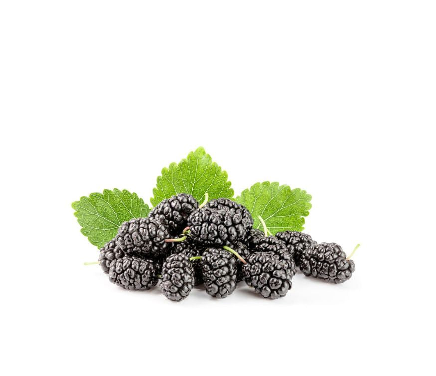 73538 - Mulberry Extract (White) – Aplantis
