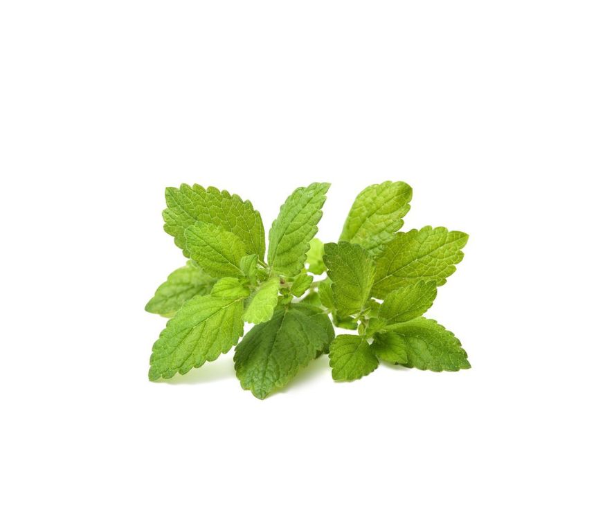 Melissen Extrakt im 5:1 Ratio Extract, ein traditionelles Superfood und bewährtes Nahrungsergänzungsmittel zur Unterstützung von Entspannung, Schlafqualität und allgemeinem Wohlbefinden. Dank der konzentrierten Extraktion überzeugt dieser Extrakt durch hohe Qualität und eignet sich hervorragend für die Weiterverarbeitung in Pulvern, Kapseln oder funktionellen Mischungen. Aplantis ist Großhändler für Melissen Extrakt und bietet dieses Premium-Produkt im B2B-Großhandel für Händler, Hersteller und Wiederverkäu
