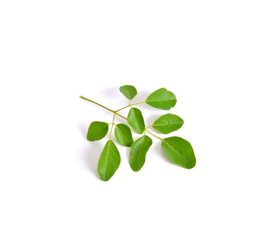 Moringa Extrakt im 4:1 Ratio Extract, ein nährstoffreiches Superfood und vielseitiges Nahrungsergänzungsmittel zur Unterstützung von Energie, Immunsystem und allgemeiner Vitalität. Durch die konzentrierte Extraktion eignet sich dieser Extrakt ideal für die Verarbeitung in Pulvern, Kapseln oder funktionellen Mischungen. Aplantis ist Großhändler für Moringa Extrakt und bietet dieses hochwertige Produkt im B2B-Großhandel für Händler, Hersteller und Wiederverkäufer an. Jetzt Moringa Extrakt kaufen – gesund, bio