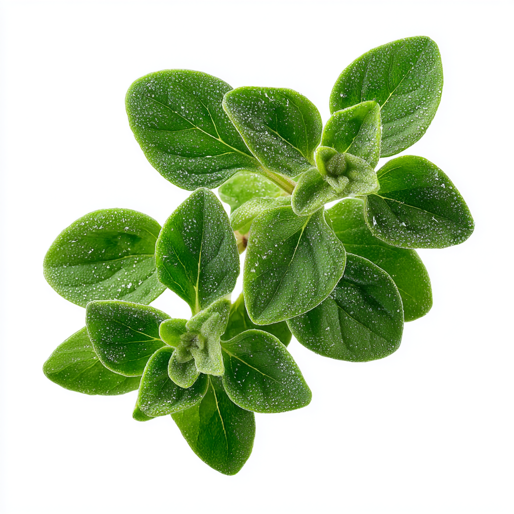 Wasserlöslicher Oregano Blatt Extrakt im Ratio 4:1 mit Artikelcode 75574, ein hochwertiges Kräuterpulver für Nahrungsergänzung, gesunde Ernährung und funktionelle Anwendungen. Das konzentrierte Superfood liefert wertvolle ätherische Öle und sekundäre Pflanzenstoffe, ideal für Immun-, Wellness- und Vitalitätsformulierungen. Perfekt für Händler, B2B-Kunden und Großhandel, die ein hochwertiges Pulver kaufen und wiederverkaufen möchten. Aplantis ist Großhändler für dieses Premiumprodukt und bietet verlässliche 