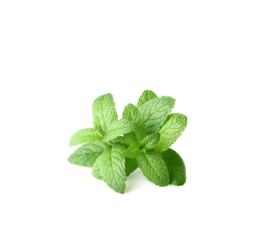 Pfefferminz Extrakt mit Artikelnummer 73820, konzentrierter 5:1 Ratio Extract in Premiumqualität. Dieses Pulver überzeugt durch seinen frischen Geschmack und die wertvollen Inhaltsstoffe der Pfefferminze, ideal für Nahrungsergänzung, Superfood-Mischungen und funktionelle Lebensmittel. Unterstützt Verdauung, Atemfrische und allgemeines Wohlbefinden. Aplantis ist Großhändler für Pfefferminz Extrakt und bietet dieses hochwertige Produkt im B2B-Großhandel für Händler und Wiederverkäufer an – gesund, bio, wirkun