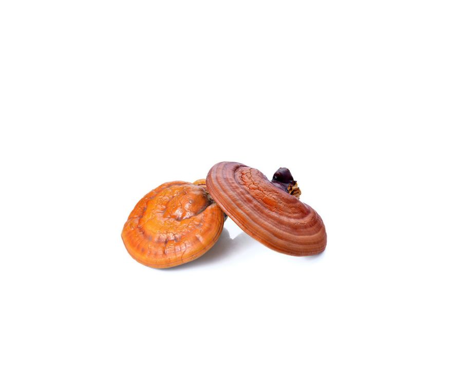 Reishi Extrakt Pulver (Ganoderma lucidum) in hochwertiger Qualität – reich an Polysacchariden, Triterpenen und Antioxidantien. Ideal für Nahrungsergänzungsmittel, funktionelle Lebensmittel und Gesundheitsprodukte. Der Vitalpilz unterstützt Immunsystem, Stressresistenz und allgemeines Wohlbefinden. Aplantis ist Großhändler für Reishi Extrakt und bietet dieses natürliche Superfood-Pulver im B2B-Großhandel für Händler und Wiederverkäufer zum Kaufen an. Hochwertiges, gesundes Pilzextraktpulver für Balance und V