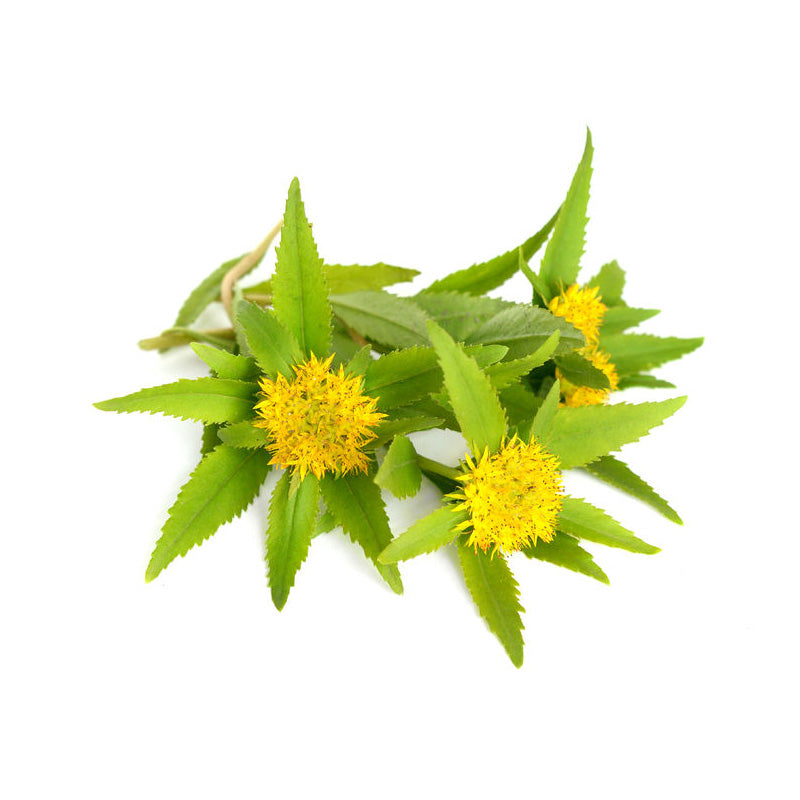 Rhodiola rosea Extrakt mit Artikelnummer 77905, 10:1 Ratio Extract, standardisiert auf 3% Rosavine und 1% Salidrosid. Dieses hochwertige Pulver gilt als starkes Adaptogen und unterstützt Energie, Stressresistenz, Konzentration und mentales Wohlbefinden. Ideal für die Herstellung von Kapseln, Pulvern oder funktionellen Nahrungsergänzungen. Aplantis ist Großhändler für Rhodiola rosea Extrakt und bietet dieses Premiumprodukt im B2B-Großhandel für Händler und Wiederverkäufer an – gesund, bio, wirkungsvoll und d