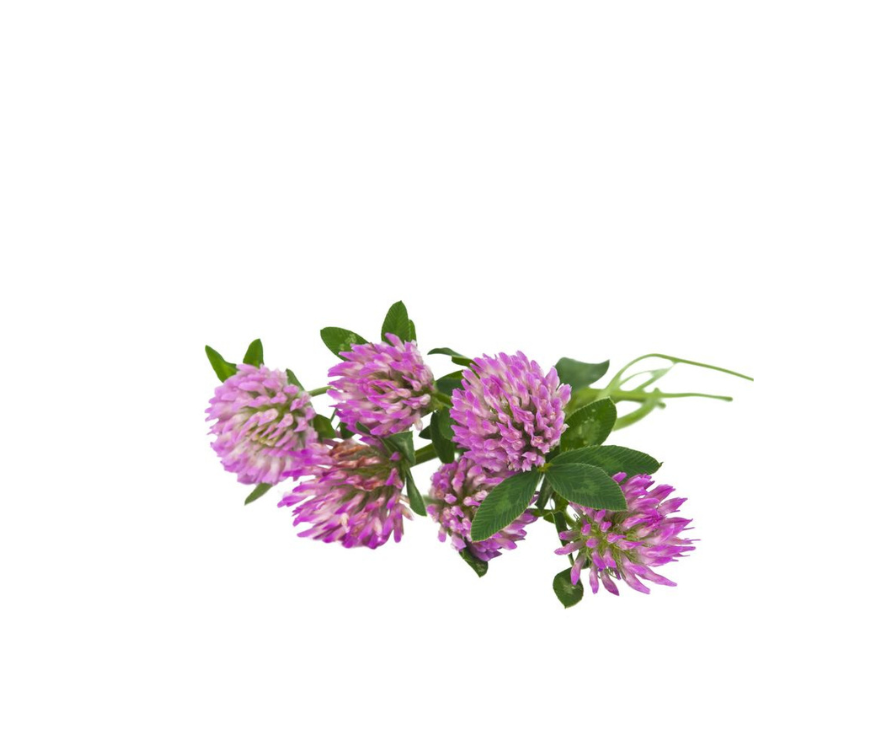 Hochwertiger Rotklee Extrakt mit 40 % Isoflavonen (teilweise added), ideal für bio Premium-Pulver und moderne Nahrungsergänzung. Das Extrakt eignet sich für gesundheitsbewusste Formulierungen, insbesondere im Bereich hormonelle Balance und allgemeines Wohlbefinden. Perfekt für Hersteller und Händler, die hochwertige Pflanzenstoffe kaufen oder im Großhandel wiederverkaufen möchten. Aplantis ist verlässlicher B2B-Großhändler für dieses Qualitätsprodukt.