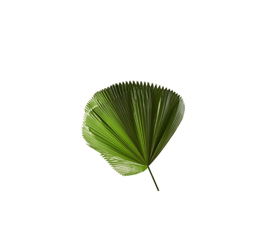 Sägepalmen Extrakt Pulver (Serenoa repens) in hochwertiger Qualität – reich an natürlichen Fettsäuren und Phytosterolen. Ideal für Nahrungsergänzungsmittel und funktionelle Gesundheitsprodukte zur Unterstützung der Prostatafunktion und des hormonellen Gleichgewichts. Das pflanzliche Superfood-Pulver ist gut bioverfügbar und vielseitig einsetzbar. Aplantis ist Großhändler für Sägepalmen Extrakt und bietet dieses Premiumprodukt im B2B-Großhandel für Händler und Wiederverkäufer zum Kaufen an. Hochwertiges, ges