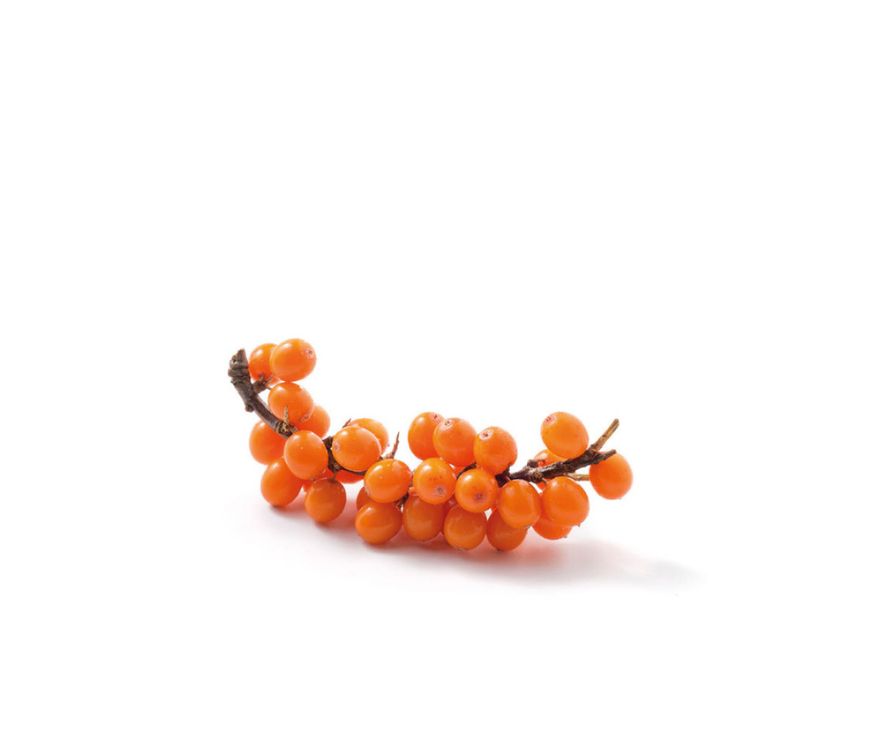 Reines Sanddorn Fruchtpulver, reich an Vitamin C, Antioxidantien und wertvollen Pflanzenstoffen. Ideal für Smoothies, Getränke, Backwaren, Nahrungsergänzungsmittel und Wellness-Produkte. Aplantis ist Großhändler für Sanddorn Fruchtpulver und beliefert Händler und Wiederverkäufer im B2B-Großhandel.