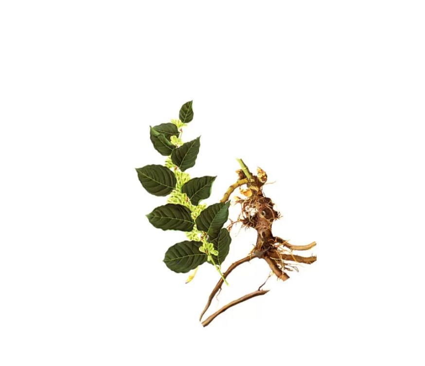 Hochwertiger Staudenknöterich Extrakt mit 99 % Resveratrol, ideal für antioxidative Nahrungsergänzung, Premium-Superfood-Mischungen und funktionelle Gesundheitsprodukte. Das reine Pulver bietet starke bioaktive Eigenschaften, hohe Qualität und vielseitige Einsatzmöglichkeiten für professionelle B2B-Formulierungen. Optimal für Großhandel, Händler und zum Wiederverkaufen. Aplantis ist zuverlässiger Großhändler für dieses hochwertige Pulver.