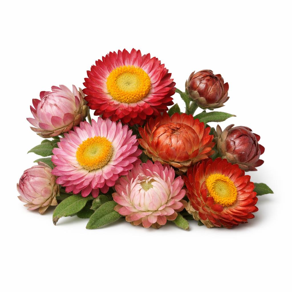 77756 - Strohblume Flüssigextrakt